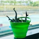 7L Collapsible Silicone Bucket – Green